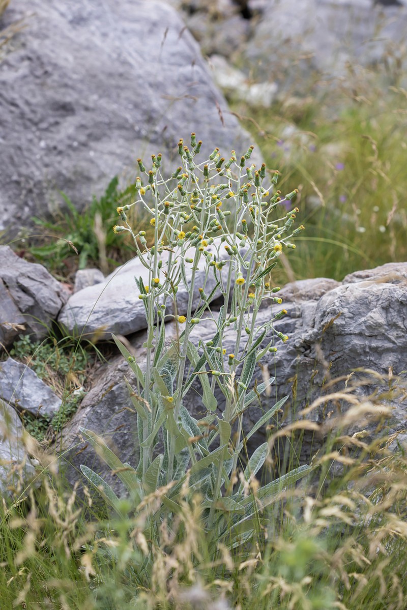 Senecio thapsoides photo 2