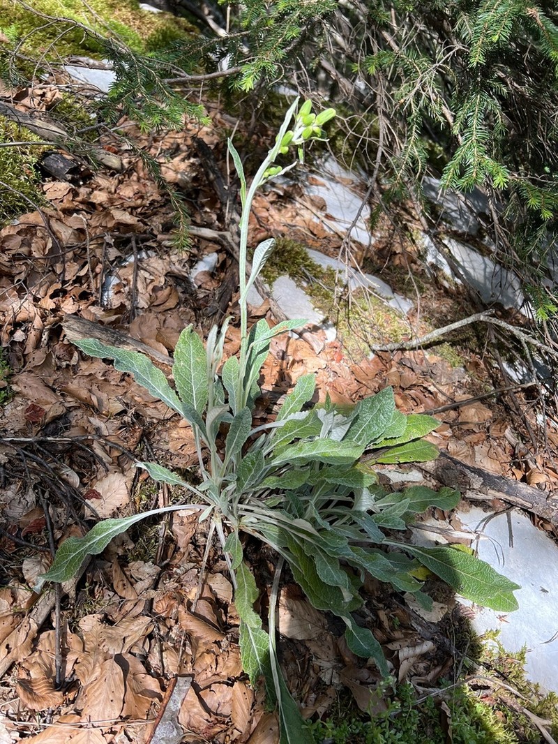 Senecio thapsoides photo 3
