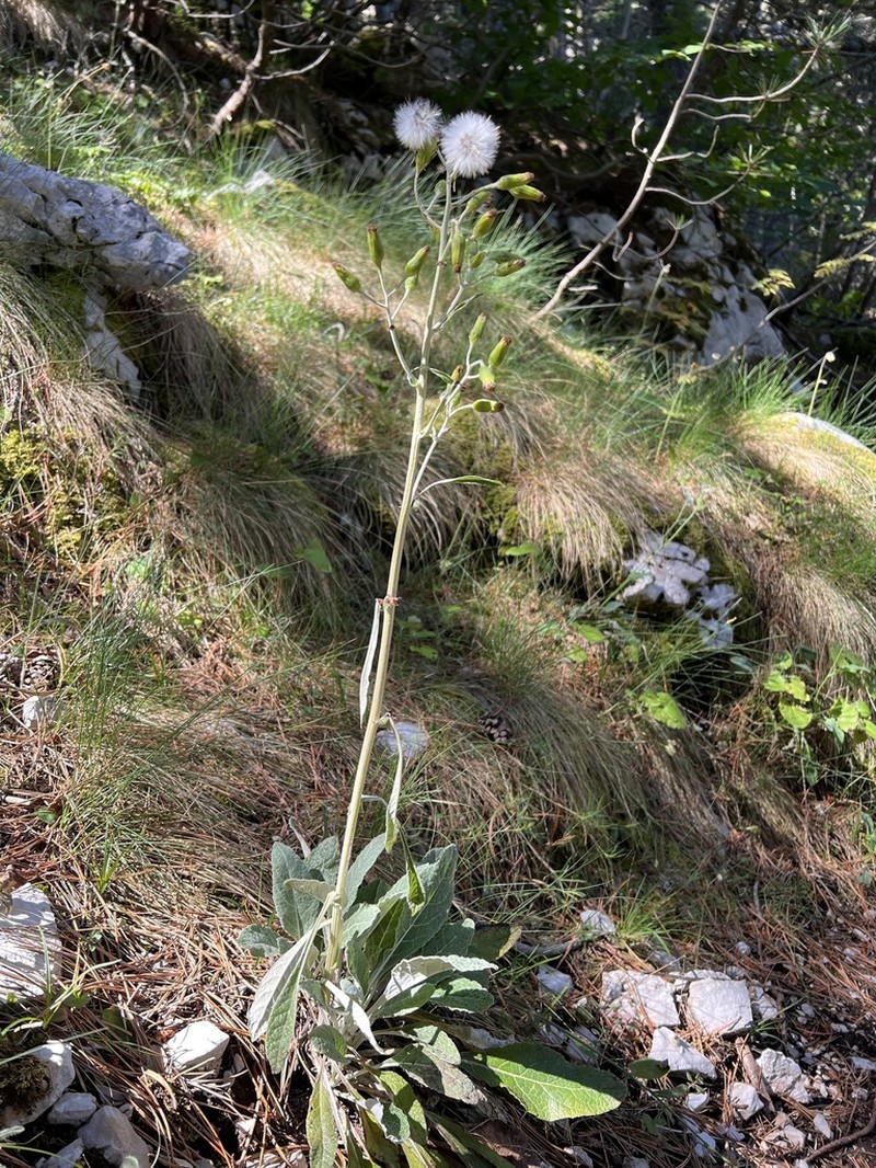Senecio thapsoides photo 4