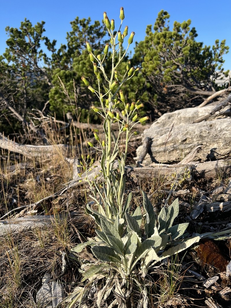 Senecio thapsoides photo 5