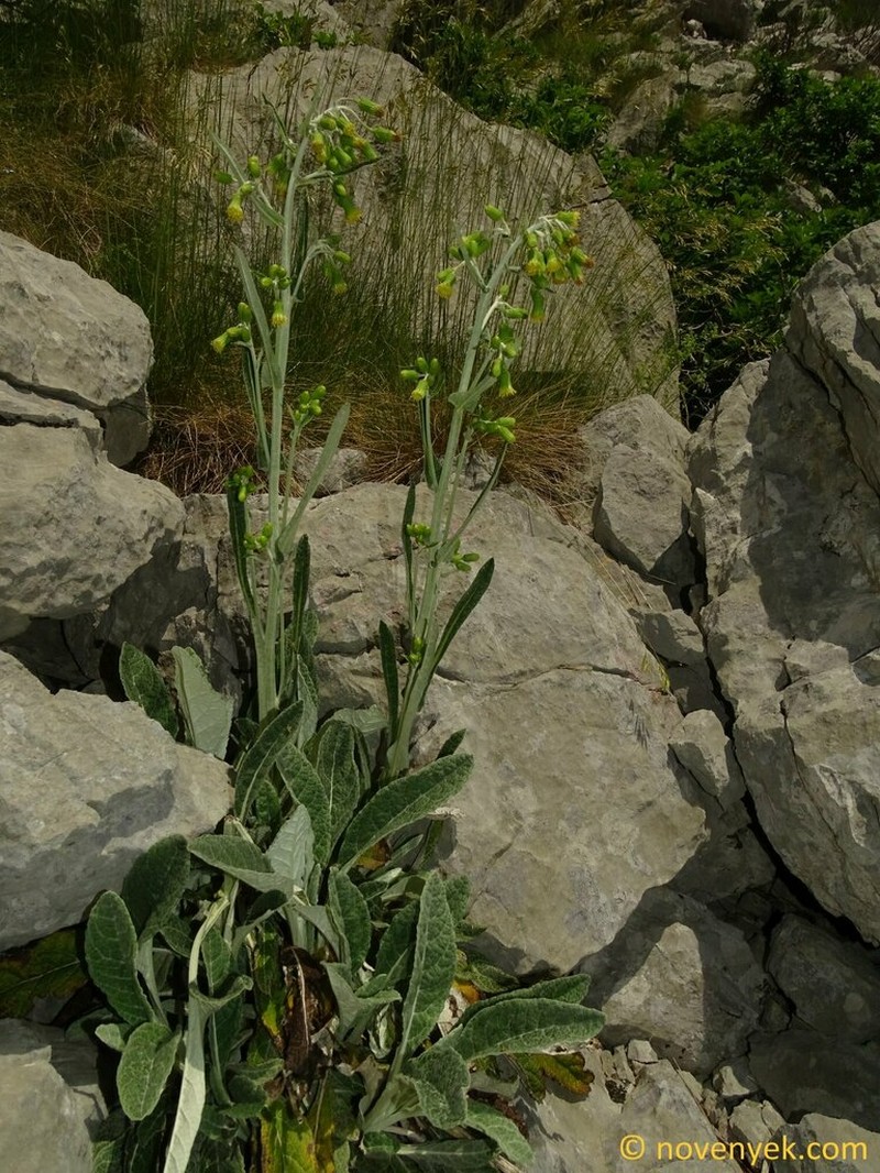 Senecio thapsoides photo 6