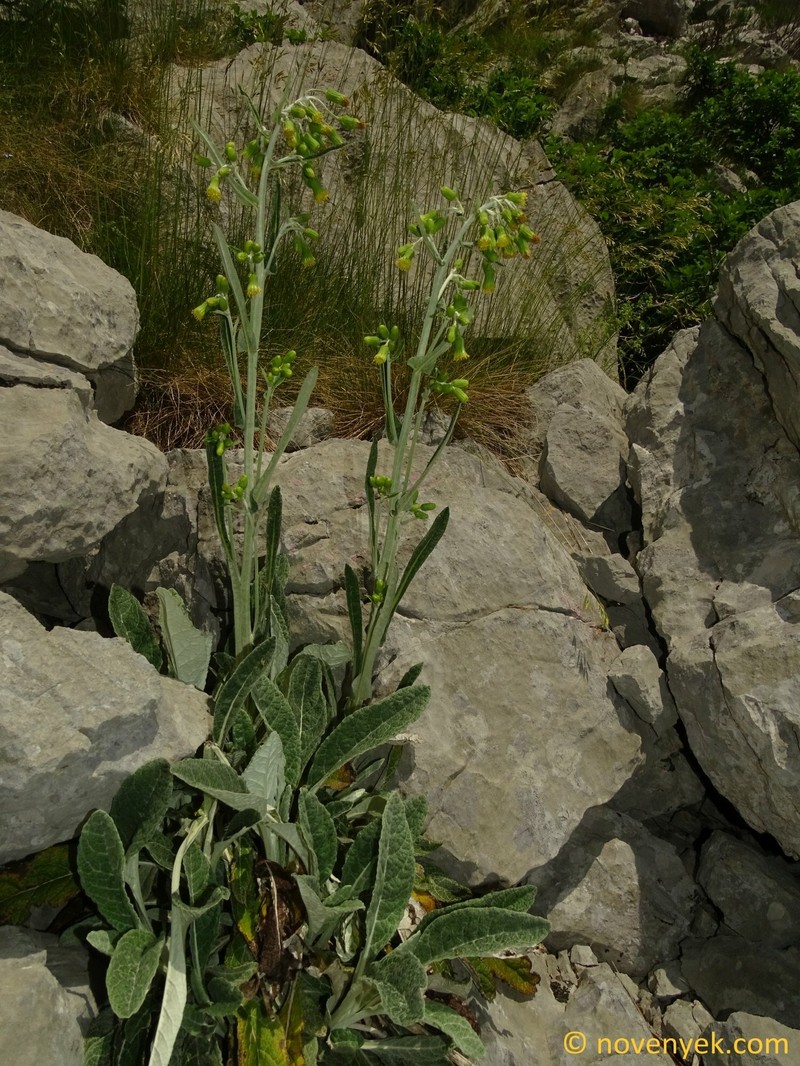 Senecio thapsoides photo 7