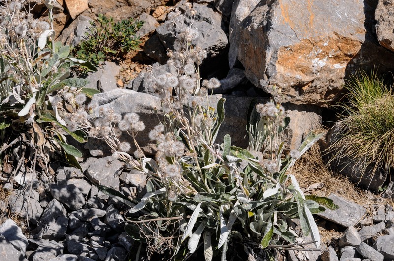 Senecio thapsoides subsp. thapsoides