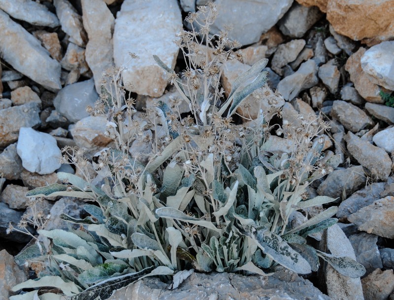 Senecio thapsoides subsp. thapsoides photo 2