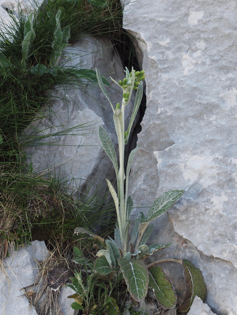 Senecio thapsoides subsp. visianianus