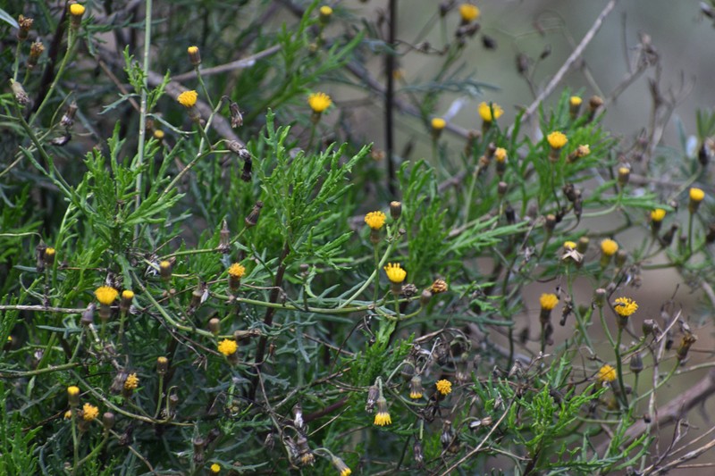 Senecio theresiae