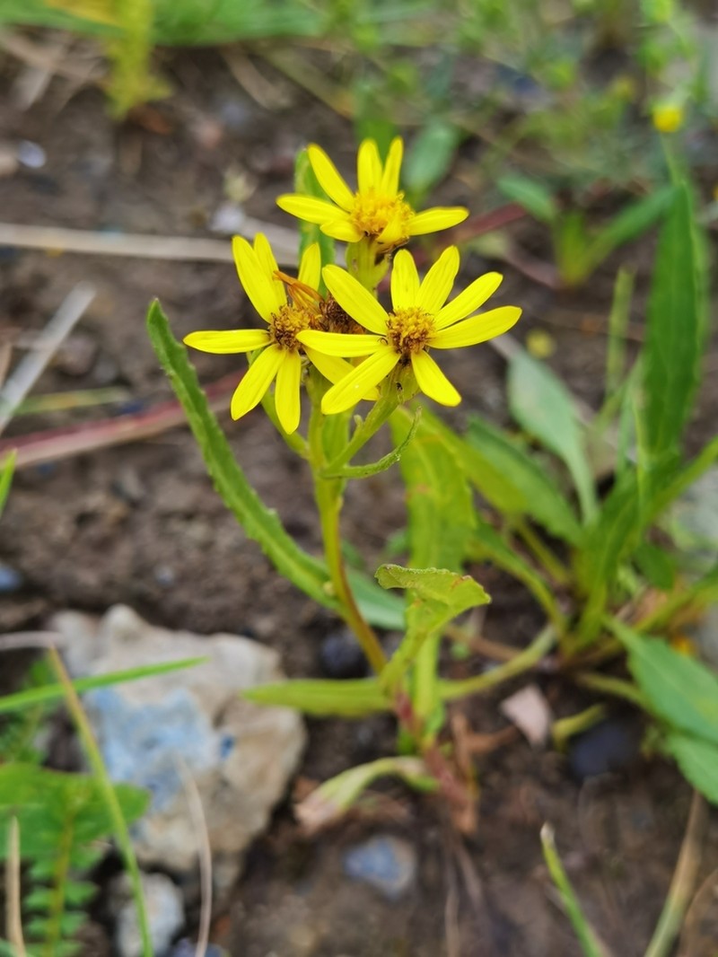 Senecio thianschanicus