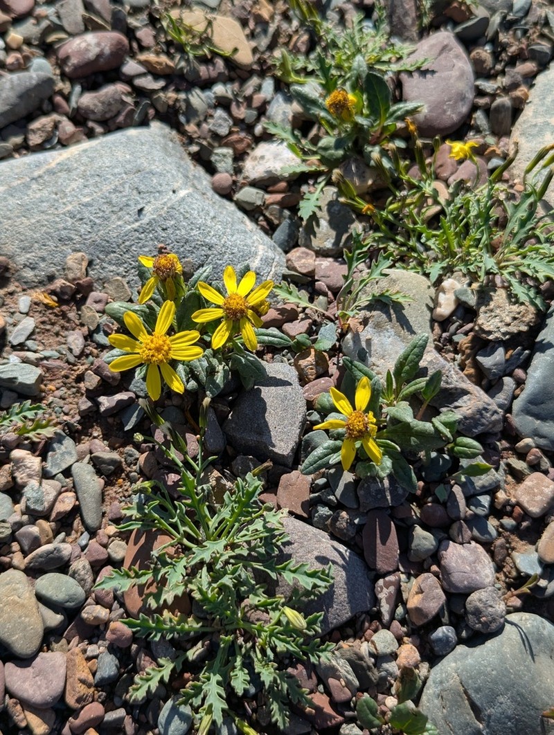 Senecio thianschanicus photo 2