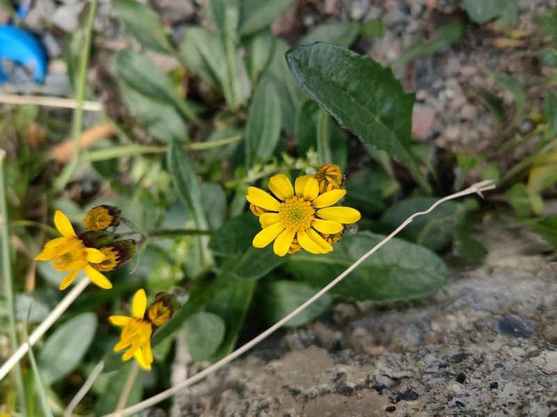 Senecio thianschanicus photo 3