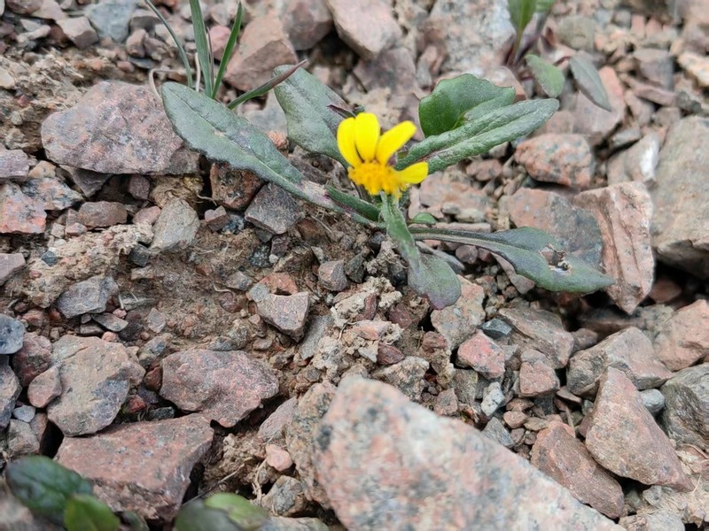 Senecio thianschanicus photo 4