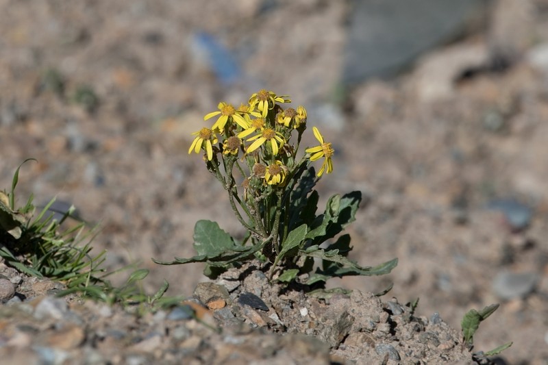 Senecio thianschanicus photo 5
