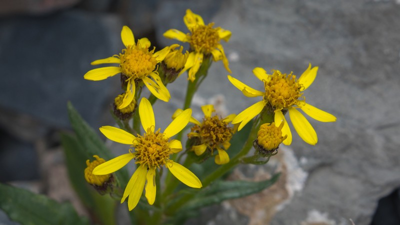 Senecio thianschanicus photo 6