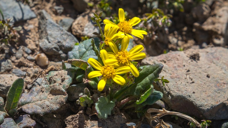 Senecio thianschanicus photo 7