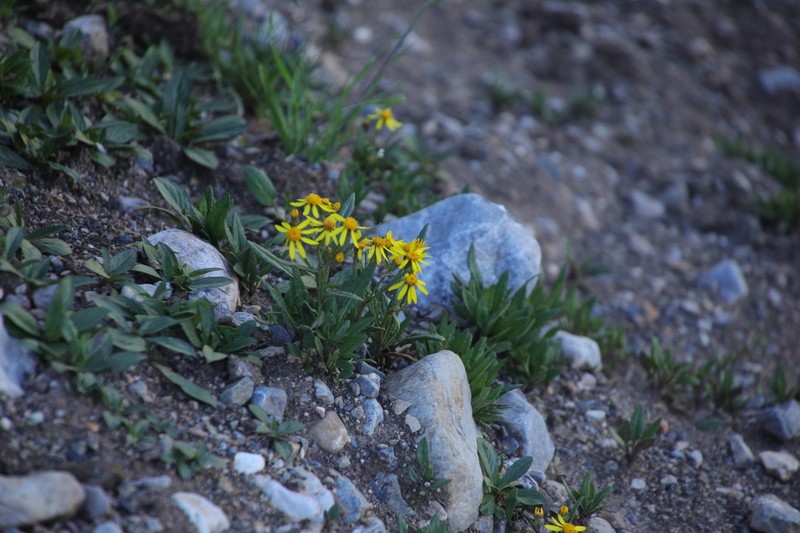 Senecio thianschanicus photo 8