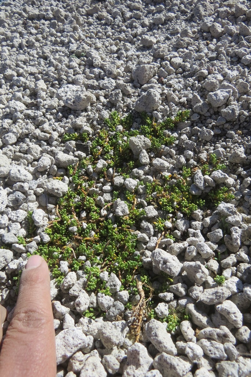 Senecio ticsanicus photo 2