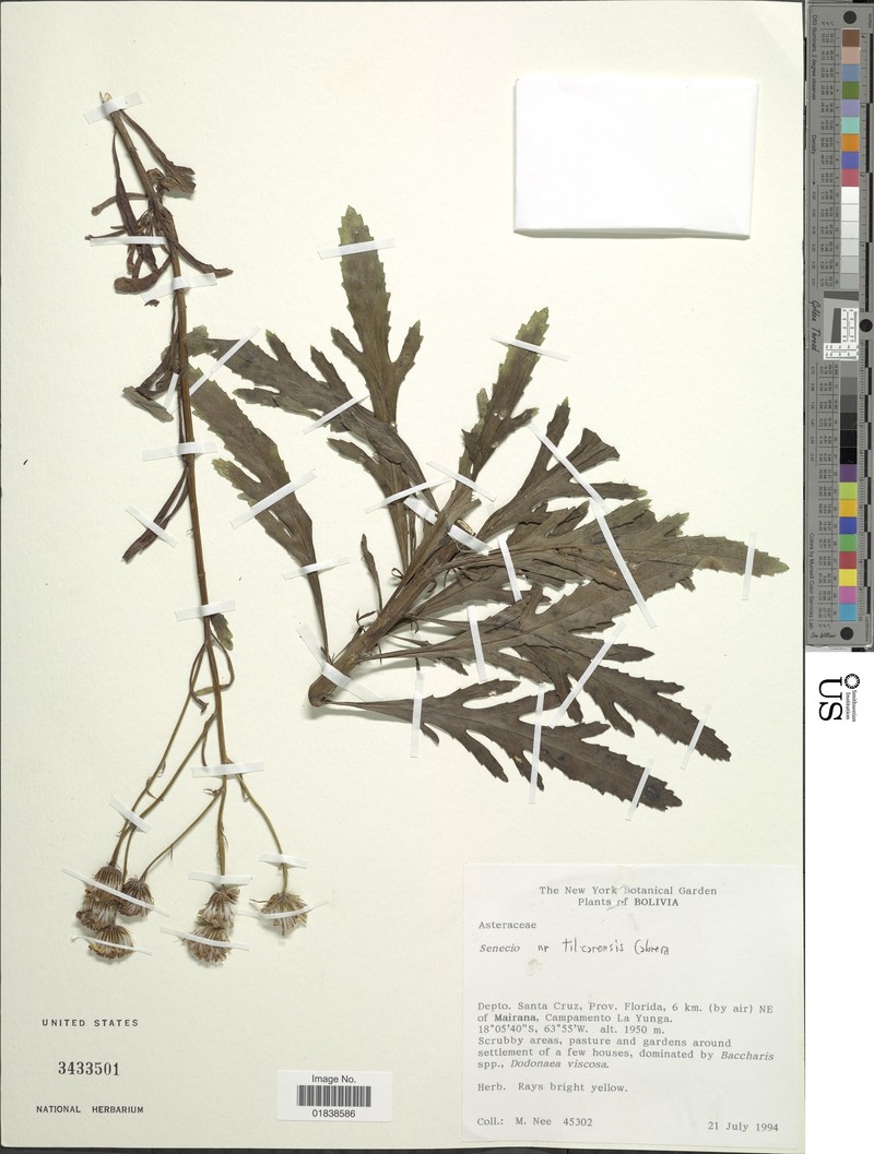 Senecio tilcarensis