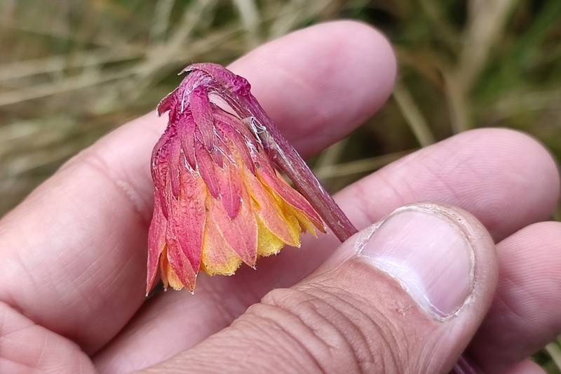 Senecio timidus