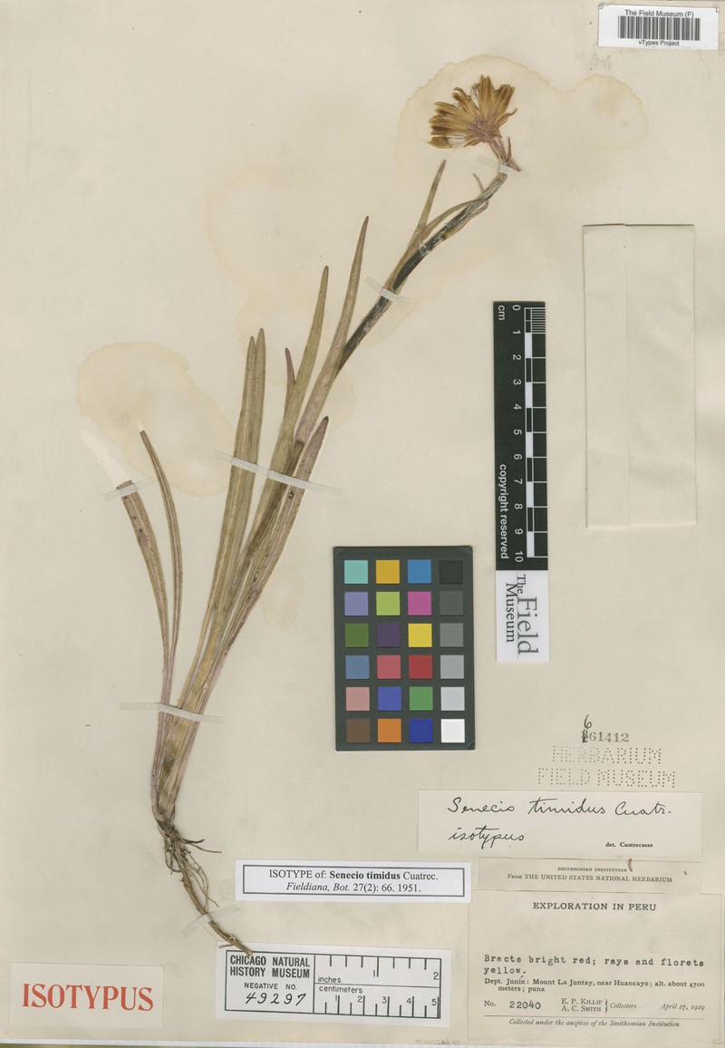 Senecio timidus photo 4