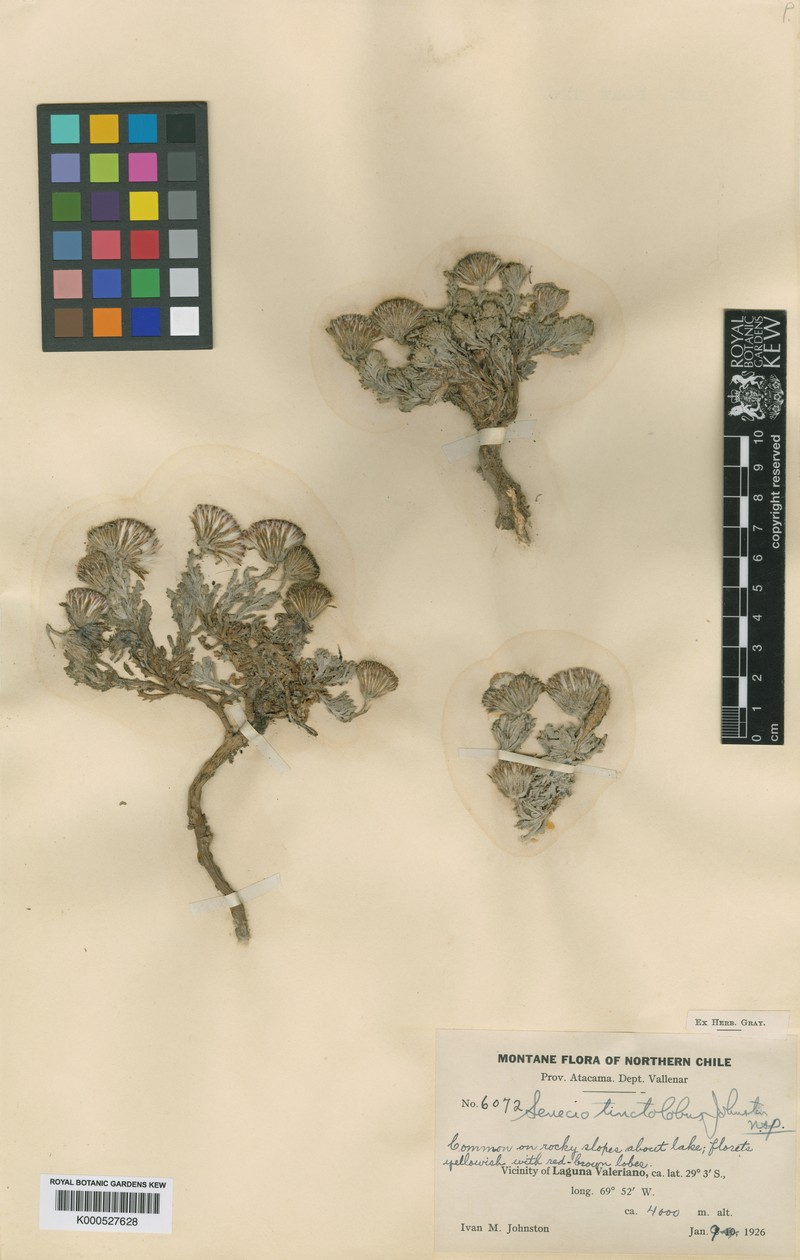 Senecio tinctolobus