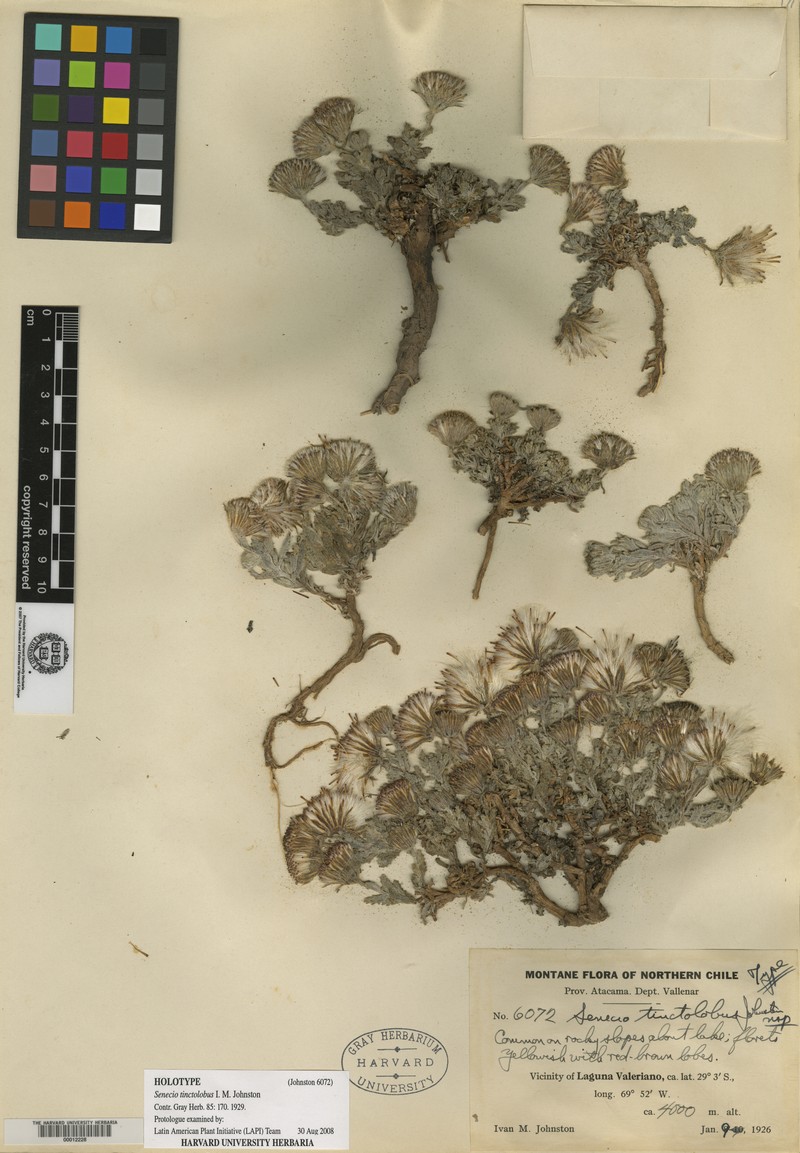 Senecio tinctolobus photo 2