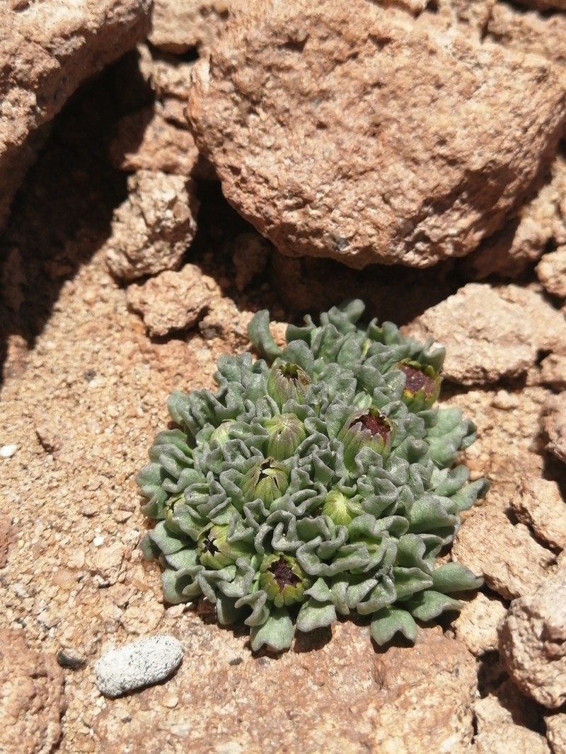 Senecio toconaoensis
