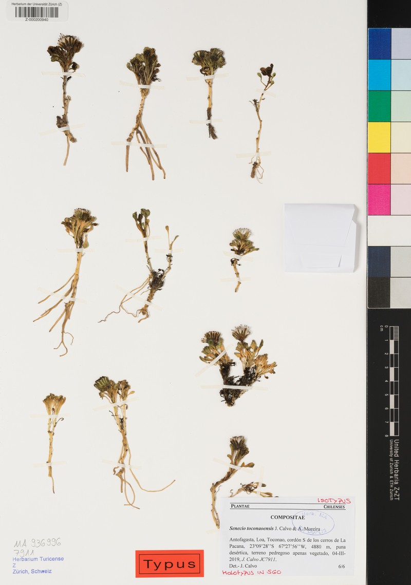 Senecio toconaoensis photo 2