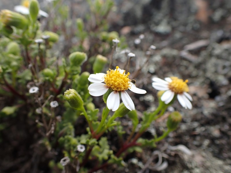 Senecio tortuosus