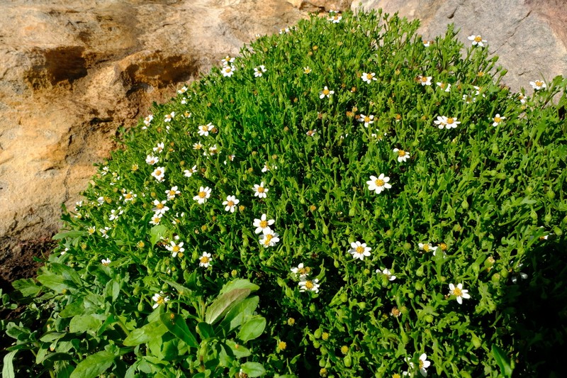 Senecio tortuosus photo 2