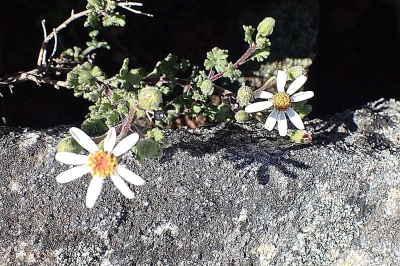 Senecio tortuosus photo 4