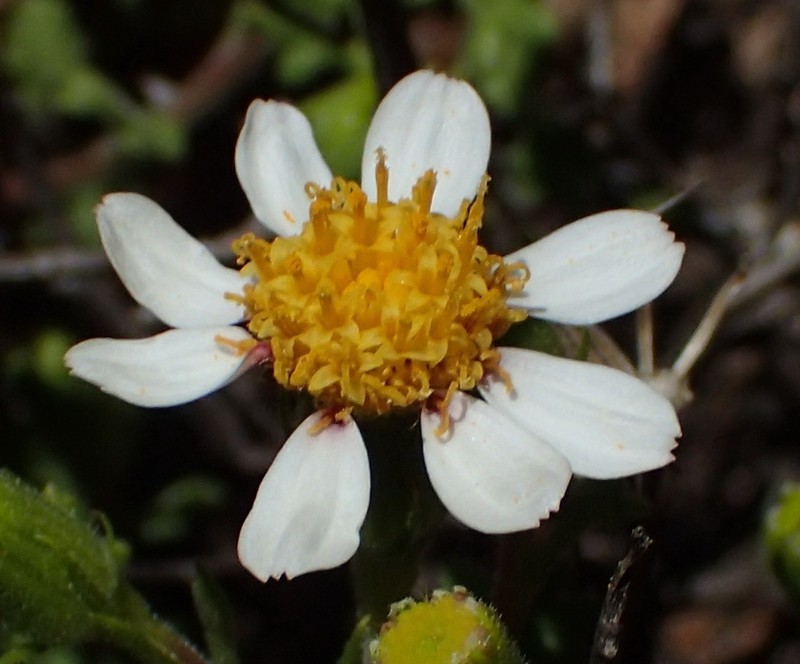 Senecio tortuosus photo 5