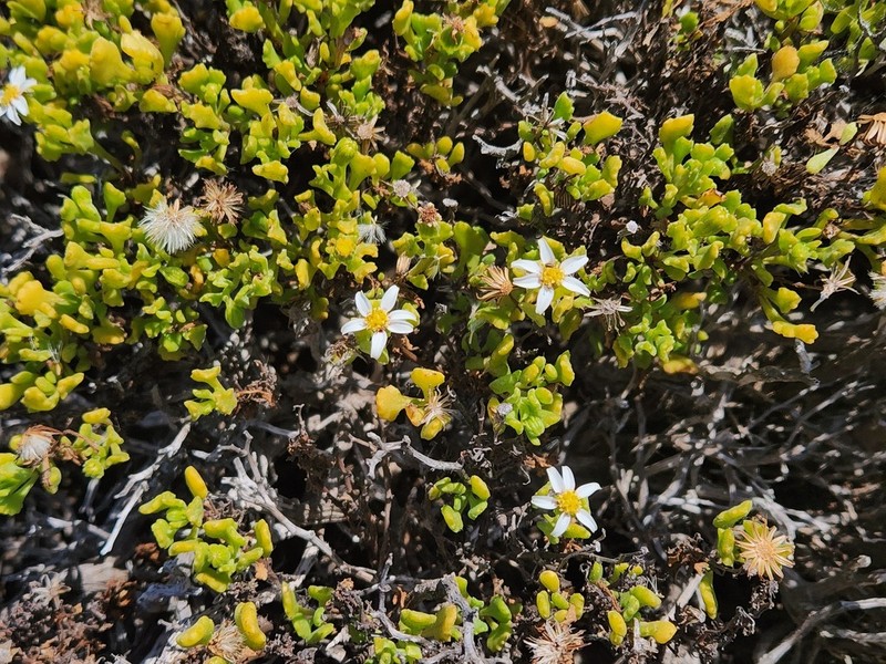 Senecio tortuosus photo 6