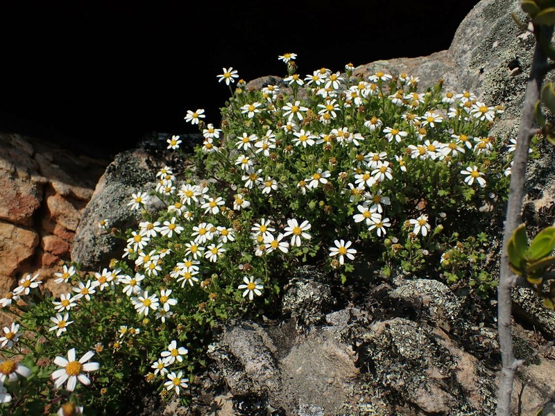 Senecio tortuosus photo 7