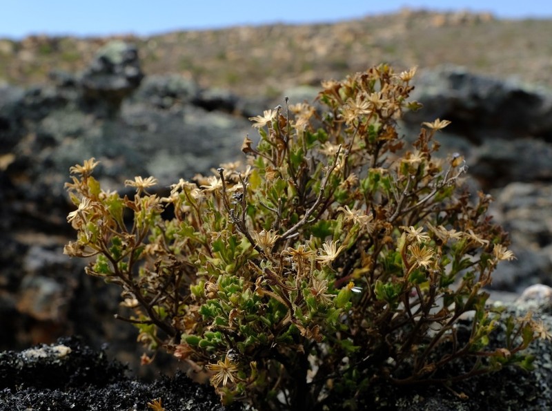 Senecio tortuosus photo 8
