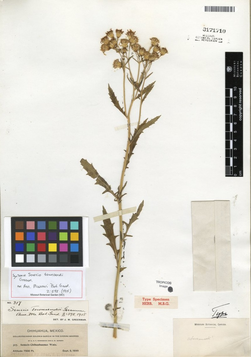Senecio townsendii