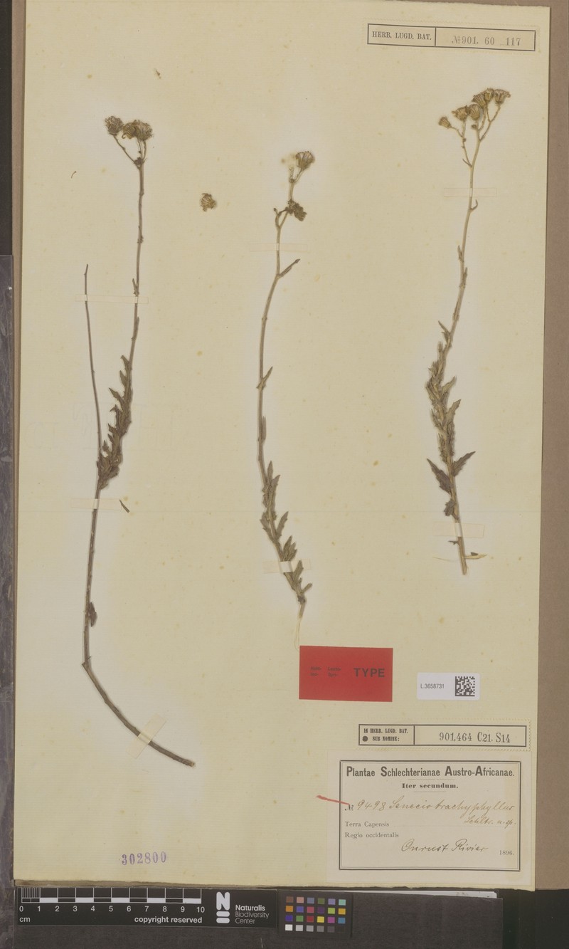 Senecio trachyphyllus