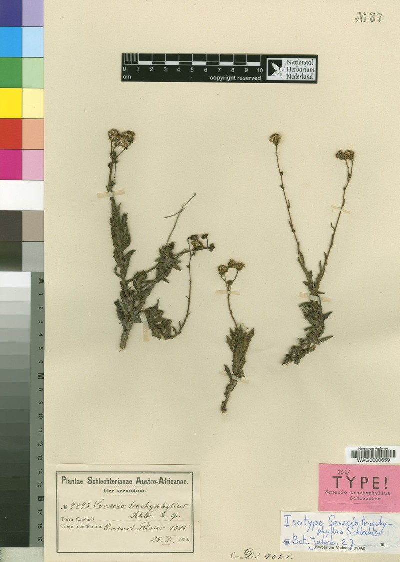 Senecio trachyphyllus photo 2