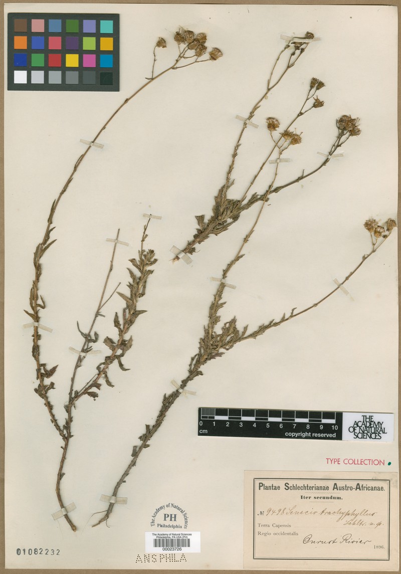 Senecio trachyphyllus photo 3