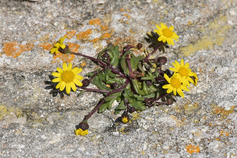 Senecio transiens