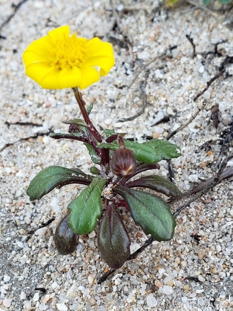 Senecio transiens photo 2
