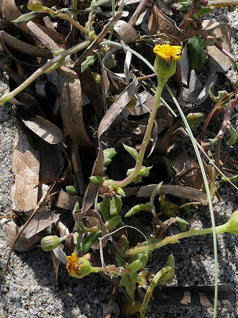 Senecio transiens photo 3