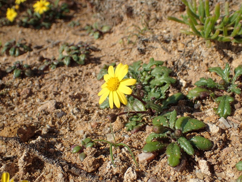 Senecio transiens photo 4