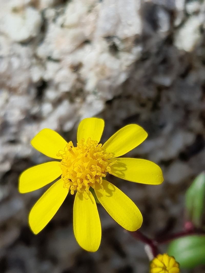 Senecio transiens photo 5