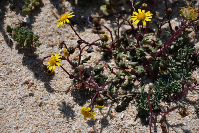 Senecio transiens photo 6