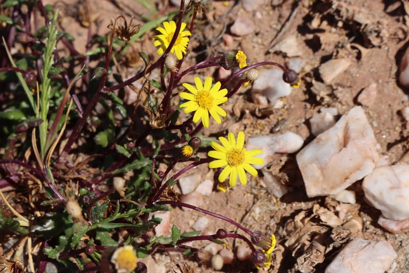 Senecio transiens photo 7
