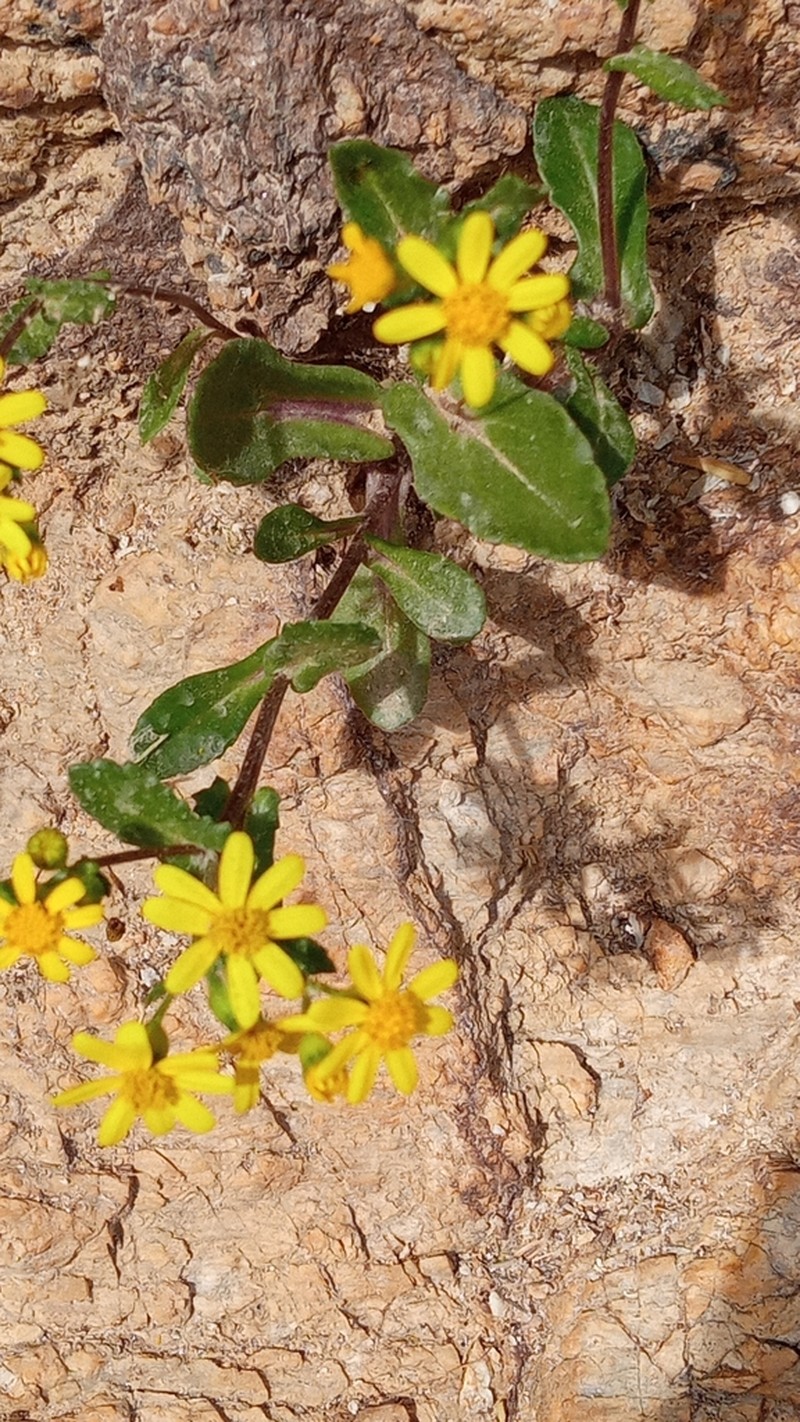 Senecio transiens photo 8