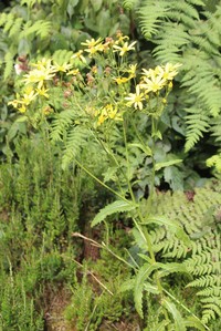 Senecio transmarinus