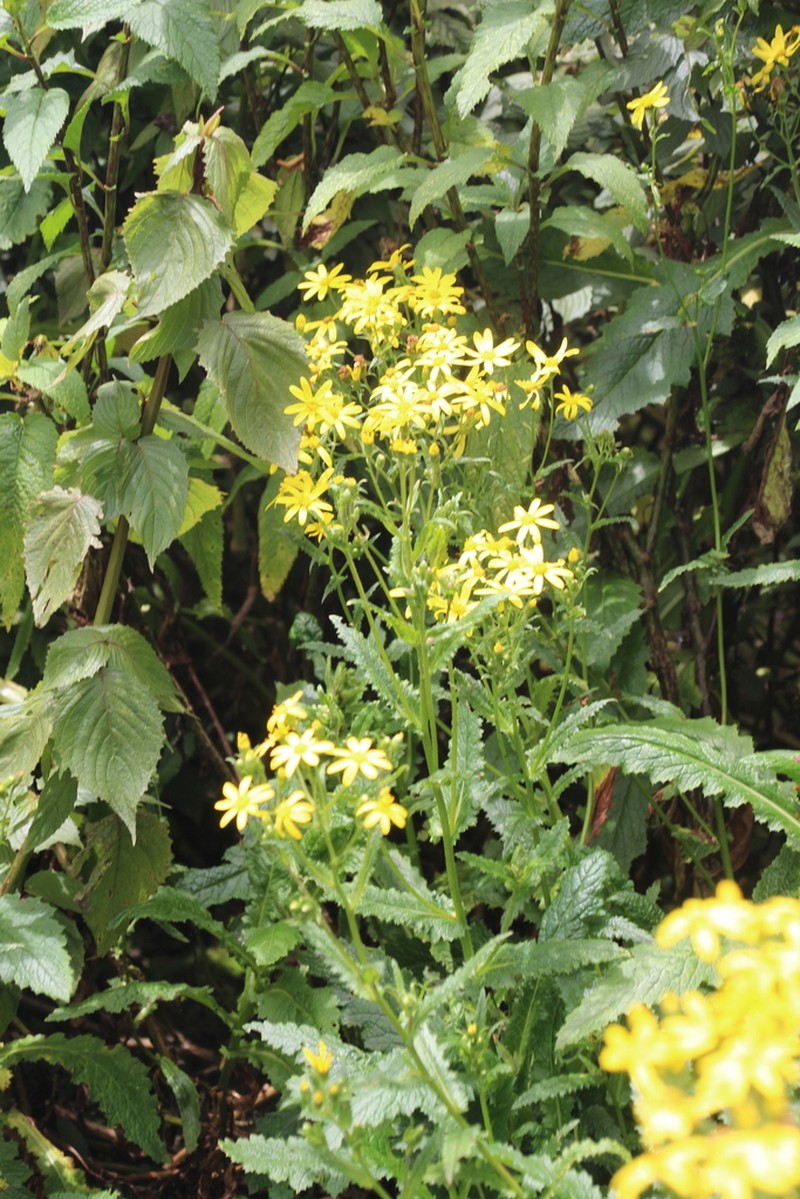 Senecio transmarinus photo 2