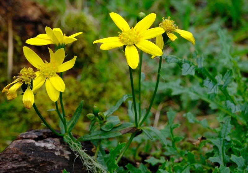 Senecio transmarinus photo 3
