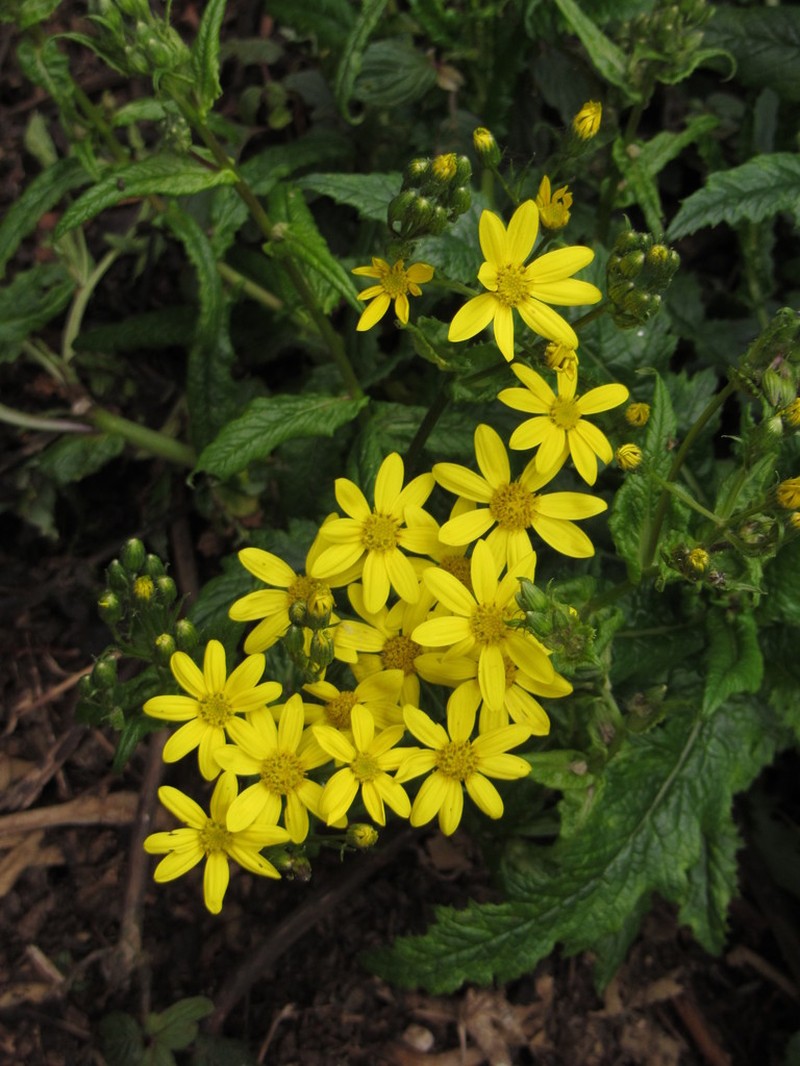 Senecio transmarinus photo 4