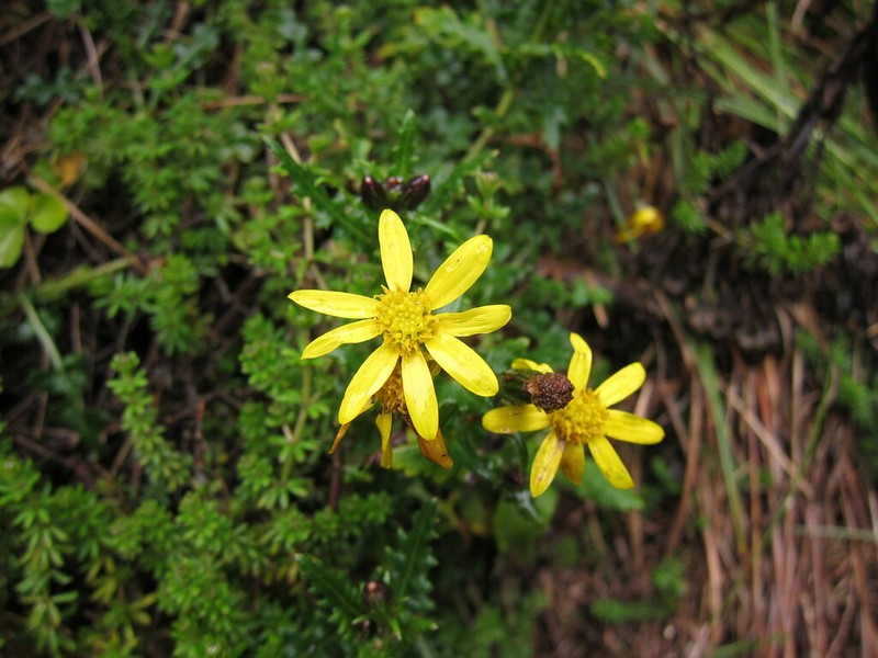 Senecio transmarinus photo 5